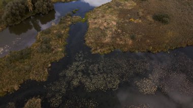 Park alanı. Nilüferlerle dolu dolambaçlı bir nehir. Bataklık bölgesi. Hava fotoğrafçılığı.