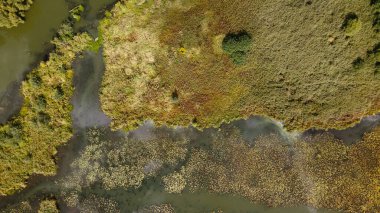 Park alanı. Nilüferlerle dolu dolambaçlı bir nehir. Bataklık bölgesi. Hava fotoğrafçılığı.