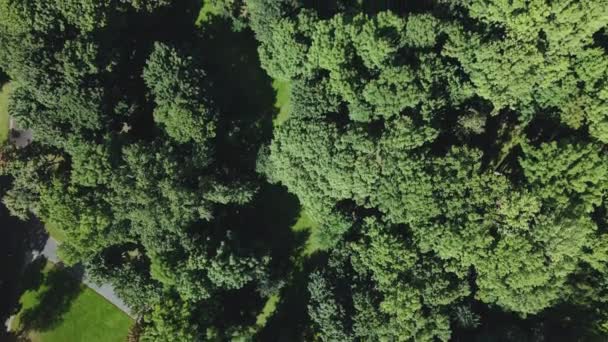 Park Alanındaki Yürüyüş Yolları Hava Fotoğrafçılığı — Stok video