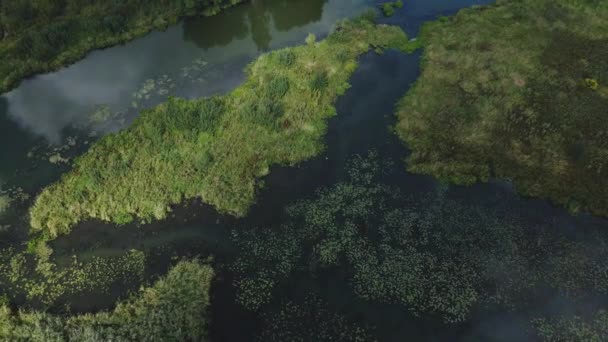 Парковая Зона Вихревая Река Водяными Лилиями Болотистая Зона Аэрофотосъемка — стоковое видео