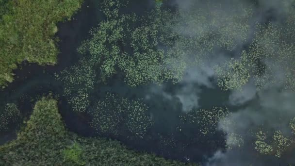 公園エリア 睡蓮のある曲がりくねった川 湿地帯だ 空中写真 — ストック動画