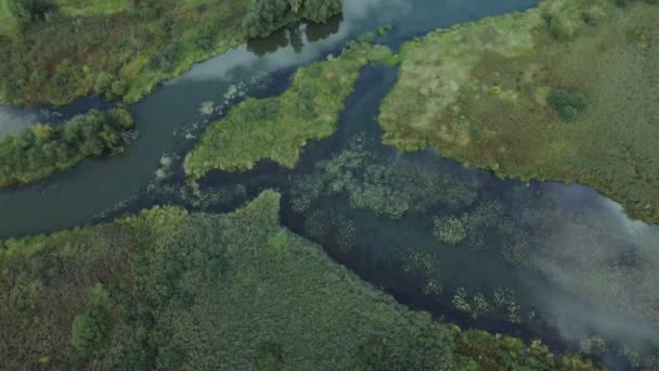 Парковая Зона Вихревая Река Водяными Лилиями Болотистая Зона Аэрофотосъемка — стоковое видео