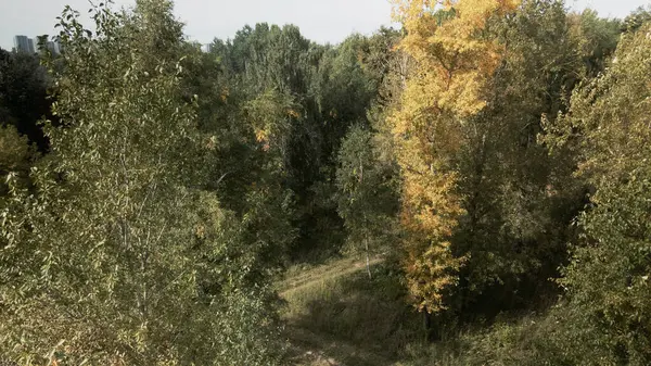 Осень Городском Парке Деревьях Видны Желтые Листья Аэрофотосъемка — стоковое фото