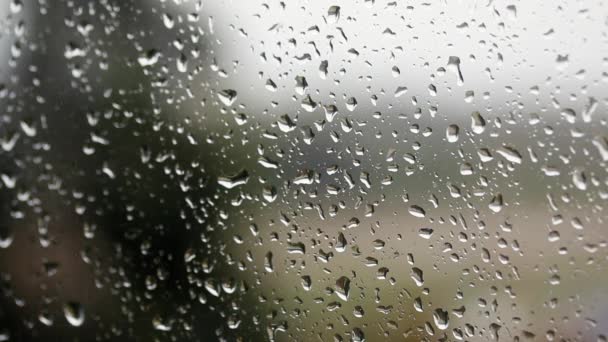雨の滴で窓ガラス コップを落とせ 窓の外では風に揺れる木が焦点を当てていない — ストック動画