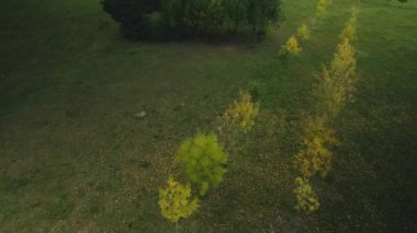 Şehir parkında sonbahar. Sarı yapraklar ağaçlarda görülebilir. Hava fotoğrafçılığı.