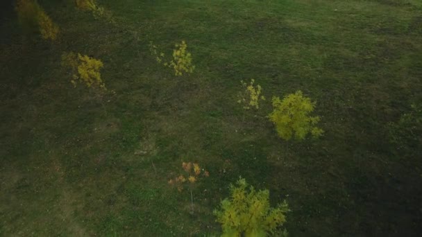 Şehir Parkında Sonbahar Sarı Yapraklar Ağaçlarda Görülebilir Hava Fotoğrafçılığı — Stok video