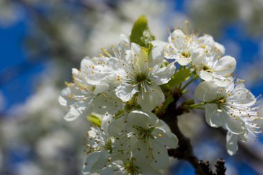 Meyve ağaçlarının baharı.