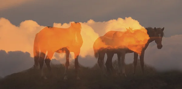 Drei Pferde vor dem Hintergrund des Morgenhimmels, doppelte Belichtung — Stockfoto
