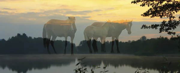 Три лошади на фоне голубого неба, двойная экспозиция — стоковое фото
