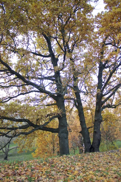 Trois vieux chênes dans le parc d'automne — Photo
