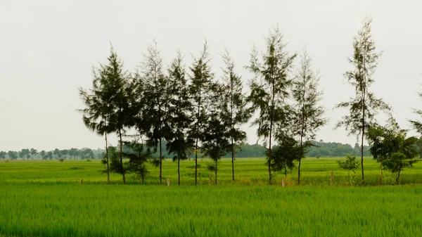 Pola Paddy Odisha — Zdjęcie stockowe