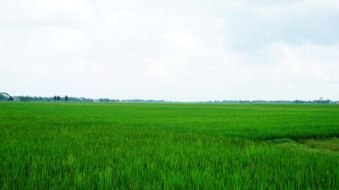 Konark 'taki çeltik tarlası