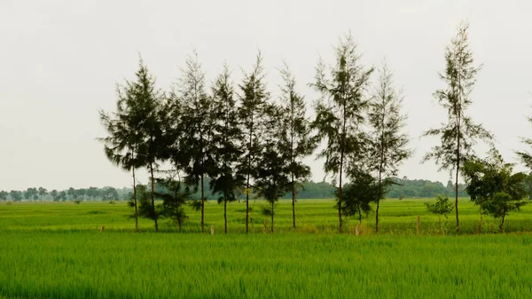 Pole Paddy Odisha — Zdjęcie stockowe