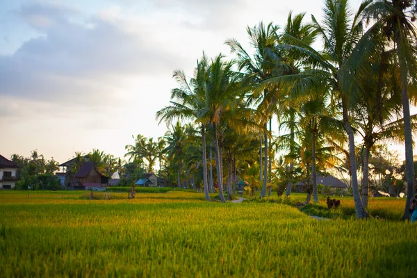 Campo de arroz 4 — Foto de Stock