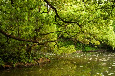 Suya yansıyan akçaağaç dalları