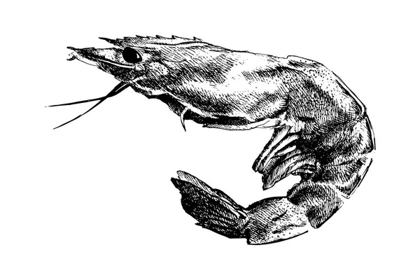 Realistische Garnelen Isoliert Detaillierte Schwarz Weiß Gestochene Skizze Handgezeichnete Shrimp — Stockvektor