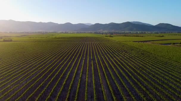 Aerial View Vineyard Chile — Stock Video
