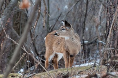 Vadnais Heights, Minnesota. John H. Allison Ormanı. Beyaz kuyruklu dişi geyik, Odocoileus virginianus. Kışlık ceketinde Doe var..