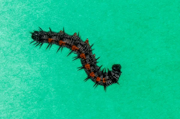 Vadnais Heights Minnesota Mourning Cloak Caterpillar Nymphalis Antiopa Green Background — Stock Photo, Image