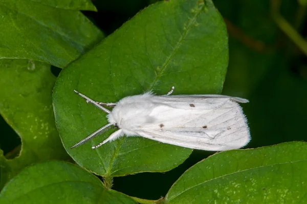 미네소타의 나이스 하이츠 앨리슨 Virginian Tiger Moth Yellow Woolybear Moth — 스톡 사진