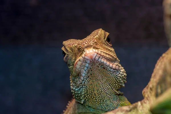 Owatonna Minnesota Állam Közelkép Egy Kínai Water Dragon Physignathus Cocincinus — Stock Fotó