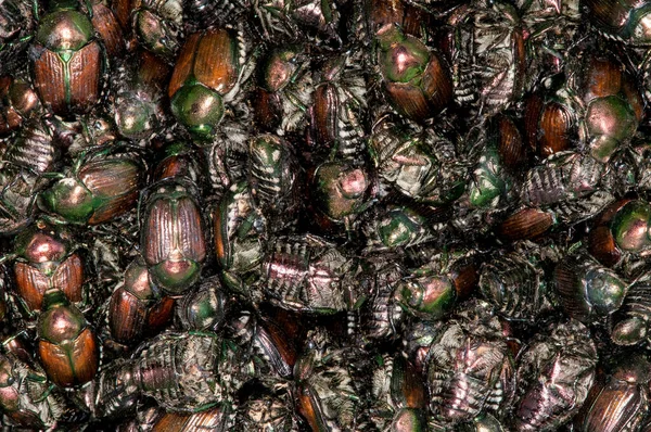 Vadnais Heights Minnesota Hundreds Japanese Beetles Popillia Japonica Caught Beetle — Stock Photo, Image