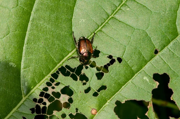 Little Canada Minnesota Gervais Mill Park Japanese Beetles Popillia Japonica — Stock Photo, Image