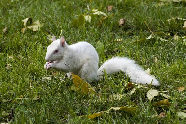 Vadnais Heights Minnesota Albino Esquilo Comendo Semente Pássaro Caiu Alimentador — Fotografia de Stock