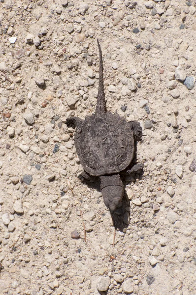 Vadnais Heights Vadnais Lake Regional Park Baby Snapping Turtle Chelydra — Stock Photo, Image