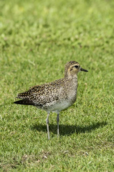 Maui Havai Pacific Golden Plover Pluvialis Fulvanon Plumagem Não Reprodutiva — Fotografia de Stock