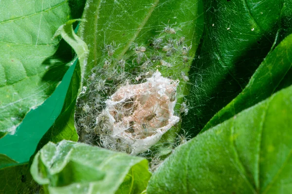Kansas City Kansas Nursery Web Spider Pisaurina Mira Newly Emerged — Stock Photo, Image