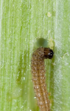 Vadnais Heights, Minnesota. Avrupa mısır kurtçuğu larvası (Ostrinia nubilalis) bir mısır tanesinin kulağını kemirir..