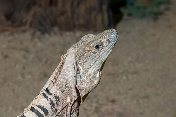 明尼苏达州的Owatonna墨西哥鱼尾鱼 Ctenosaura Pectinata 的特写镜头 — 图库照片