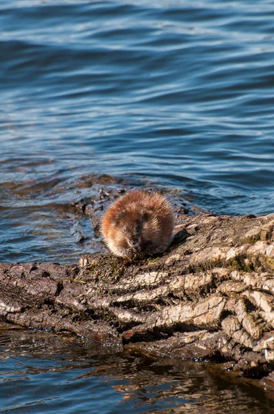 Vadnais Heights Minnesota Állam Vadnais Lake Regionális Park Muskrat Ondatra — Stock Fotó