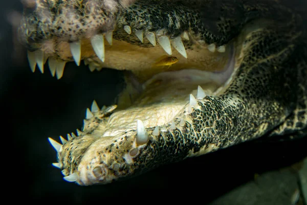 미네소타의 밸리입니다 서아프리카 Dwarf Crocodile Osteolaemus Tetraspis 청소부 물고기에 — 스톡 사진