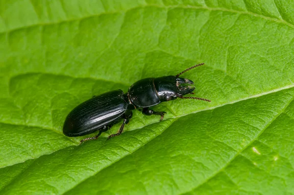 Vadnais Heights Minnesota Pedunculate Ground Beetle Scarites Quadriceps Green Leaf — Stock Photo, Image