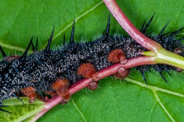 Vadnais Heights, Minnesota. Mourning Cloak caterpillar,  Nymphalis antiopa.  Closeup of legs grasping leaf stem. clipart