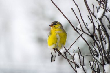 Vadnais Heights, Minnesota. Amerikan Goldfinch; Carduelis tristis kar kaplı bir dal üzerine tünedi bir bahar kar fırtınası sonra. 