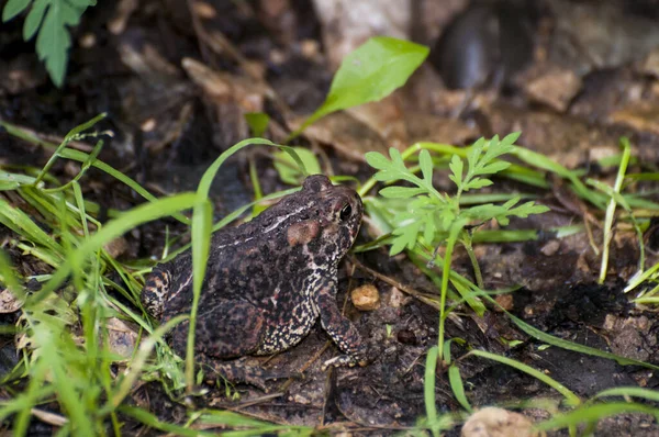 Vadnais Heights Minnesota John Allisonskogen Amerikansk Padda Bufo Americanus Skogen — Stockfoto