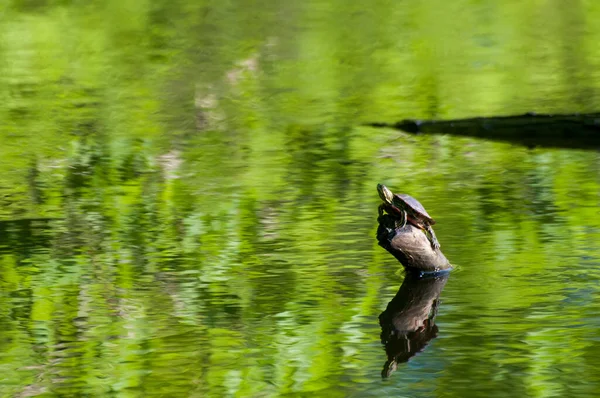 Little Canada Minnesota Gervais Mill Park Tartaruga Pintada Ocidental Chrysemys — Fotografia de Stock