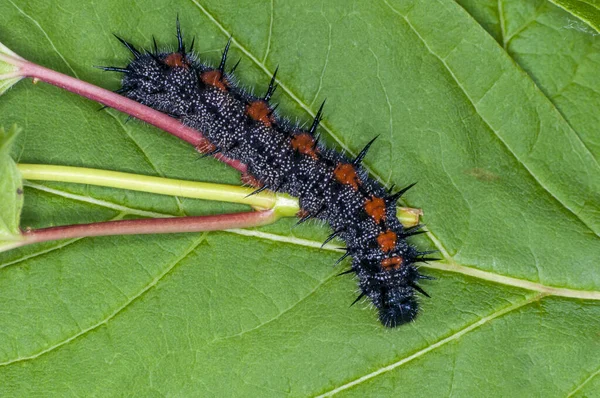 Vadnais Heights Minnesota Mourning Cloak Caterpillar Nymphalis Antiopa Green Leaf — Stock Photo, Image