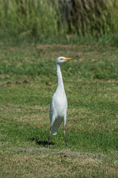 Maui Hawaii Cattle Egret Bubulcus Ibis Standing Tall Walking Ground — Stock Photo, Image