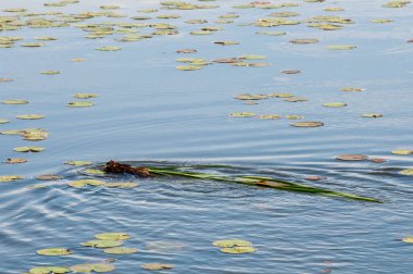 Vadnais Heights, Minnesota. Vadnais Gölü Bölge Parkı. Misk faresi yiyecek ve barınak için bitki örtüsü taşıyor..
