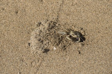 Maui, Hawaii. Hayalet yengeç, Ocypode pallidula, Lahaina sahilinde çukur kazıyor..
