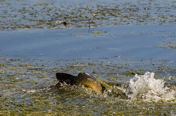 ミネソタ州のVadnaisハイツ ヴァドナイス湖地域公園 鯉は水中の何かで命をかけて戦っている たぶん鋭い亀だ — ストック写真