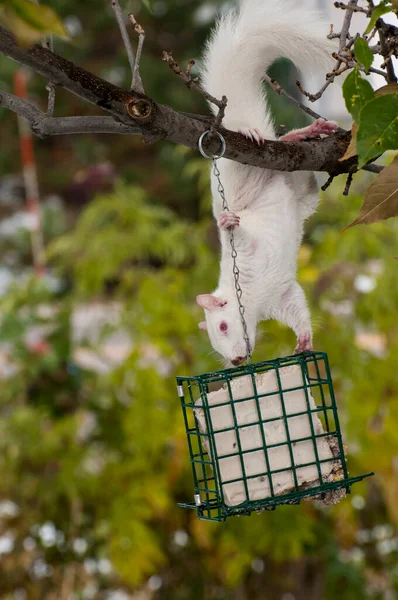 Vadnais Heights Minnesota Esquilo Albino Pendurado Uma Árvore Comendo Suet — Fotografia de Stock