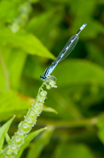 Vadnais Heights Minnesota Foresta John Allison Maschio Tule Bluet Enallagma — Foto Stock