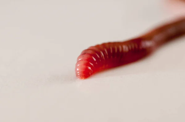 Vadnais Heights, Minnesota. Earthworm on white background showing the head of the worm.