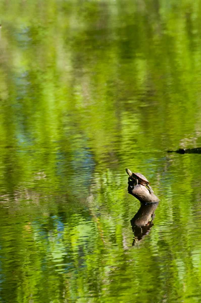 Little Canada Minnesota Gervais Mill Park Tartaruga Pintada Ocidental Chrysemys — Fotografia de Stock