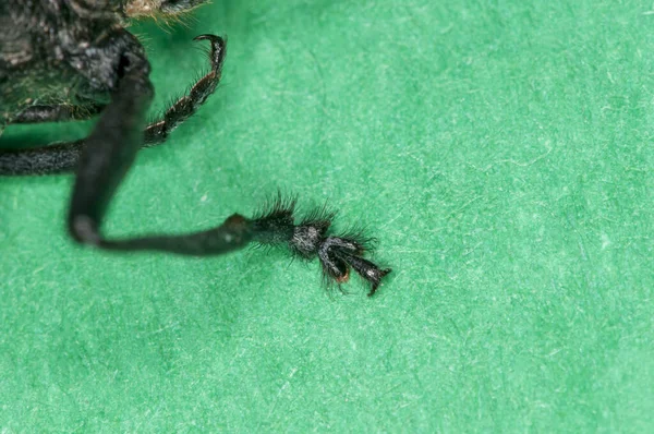 Vadnais Heights Minnesota Sawyer Taches Blanches Monochamus Scutellatus Détail Pied — Photo